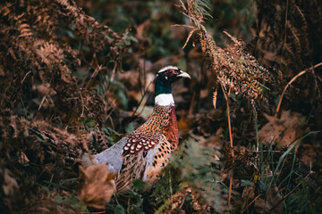 Male Pheasant during the Autumn in some long grass 