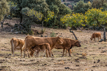 herd of cows in field