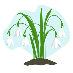 Snowdrops flowers blooming through the snow. First spring flowers vector flat illustration on white isolated background.