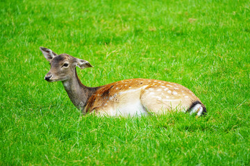 Sika calf lies on a green meadow