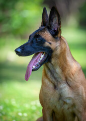 Portrait of young female belgian shepherd malinois dog