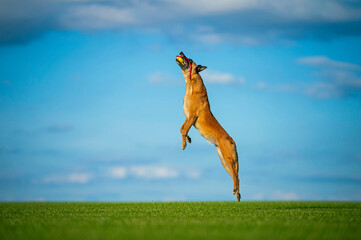 Incredible jumping of adult Belgian Malinois dog playing in the field with a ball on a rope