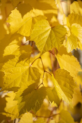 nahaufnahme von herbst gelb laub trauben pflanzen