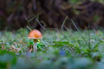 Selective focus mushroom wallpaper. Mushroom among plants on forest floor.  Fantasy Mushrooms Wallpaper.