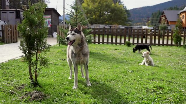 Beautiful joyful Husky dog with little puppies enjoying sunny day outside in the mountain areas. Animals protection concept. Human best friend.