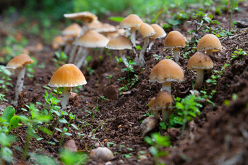 Mushrooms wallpaper. Mushrooms among plants on forest floor. Selective Focus. Fantasy Mushrooms Wallpaper.