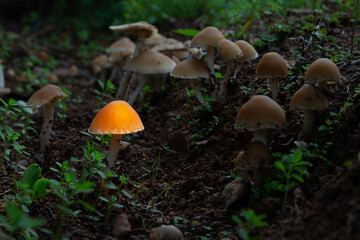 Light painting mushroom wallpaper. Mushrooms among plants on forest floor. Fantasy Mushrooms Wallpaper.