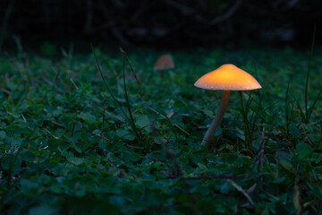 Light painting mushroom wallpaper. Light painting mushroom among plants on forest floor. Fantasy Mushrooms Wallpaper.