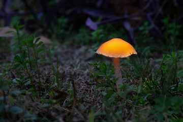 Light painting mushroom wallpaper. Light painting mushroom among clovers with raindrops on it. Fantasy Mushroom Wallpaper.