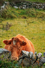 Big brown cow behind traditional stone fence, green grass field out of focus in the background. Farming and agriculture industry. Vertical image