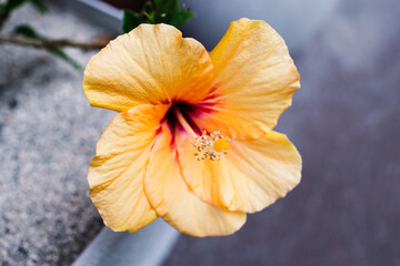 close-up of cuban hibiscus plant with yellow flower outdoor in sunny backyard © faithie