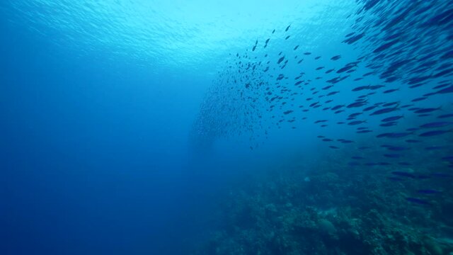 Seascape with School of Boga Fish in the coral reef of the Caribbean Sea, Curacao