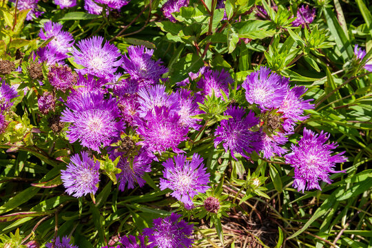 Stokesia Laevis 'Purple Parasols' a summer autumn fall flowering plant with a purple summertime flower commonly known as Stoke's Aster, stock photo image