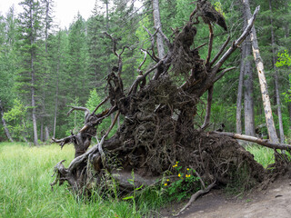 an old, sprawling, gnarled stump upturned by the storm. summer day in a dense pine forest