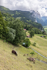 iconico valle suizo lleno de cascadas y cabañas de madera llamado Lauterbrunnen