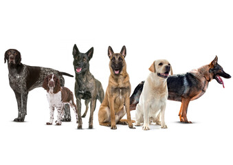 Dog breeds. Pointer. Springer Spaniel. Dutch Shepherd. Belgian Malinois. Labrador. German Shepherd