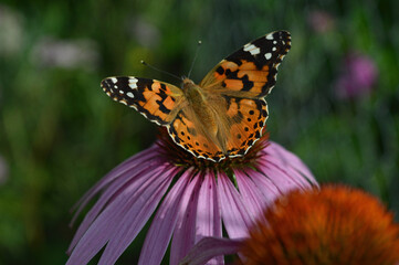 A painted-lady butterfly on an echinacea flower