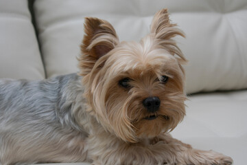 The Yorkshire Terrier woke up, but did not have time to tidy himself up.