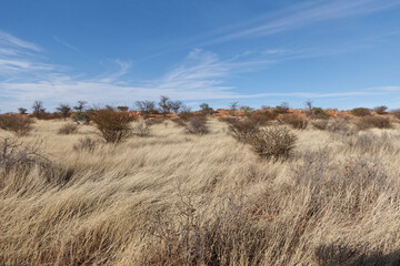 Landschaft in der Kalahari - obrazy, fototapety, plakaty