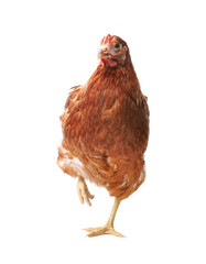 Beautiful chicken on white background. Domestic animal