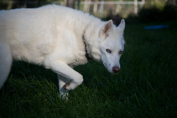 white dog in the grass