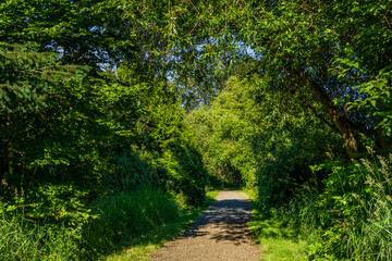 Obraz premium walking pathway in a green forest park sunny spring day