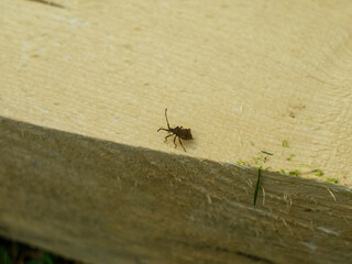 a little bug crawls on the board