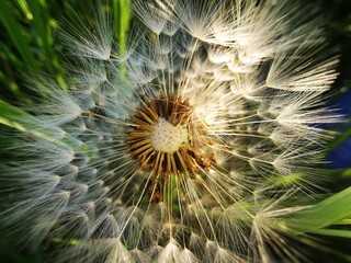 close up of dandelion dandelions during the golden hour, light and shadow illuminate the flower