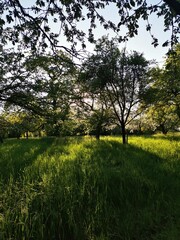 spring in the park, trees casting big shadows 