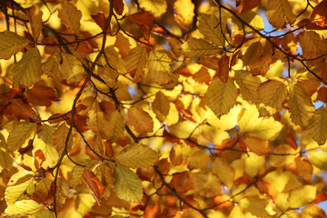 Beautiful tree with bright autumn leaves outdoors on sunny day, closeup
