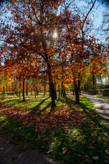 Kolorowe jesienne drzewa w Parku Wygoda w Sosnowcu. 