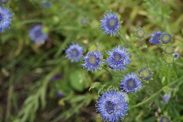flowers of the perennial sandbell