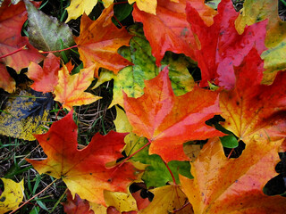 autumn leaves background