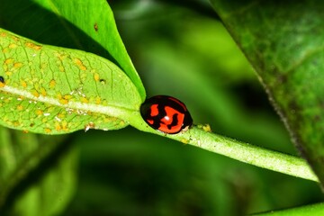 Ladybird or ladybug on an ixora flower tree leaf in Trinidad and Tobago.