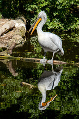 The Dalmatian pelican (Pelecanus crispus) with a turned mirroring in water surface.