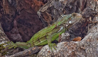 Fototapeta premium A green iguana in the wild in Trinidad, West Indies.