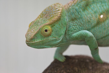 Chameleon on a branch with eye contact with the viewer. green, yellow red scales