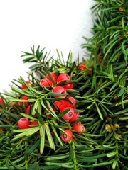 Macro photo of red berries and green needles of yew tree on white background