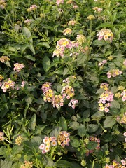 flowers in the garden