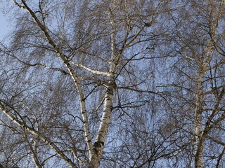 tree branches against sky