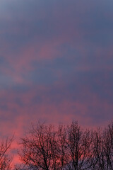 Obraz premium Silhouettes of empty trees and branches in the sunset sky. The dramatic sky. Blue and red sky.