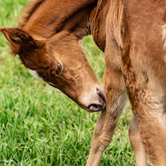 portrait of a winning foal
