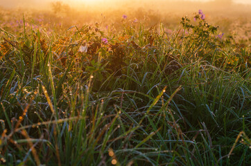 meadow in the morning with dew drops