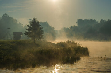 Morning on the river early morning reeds mist fog and water surface on the river. - obrazy, fototapety, plakaty
