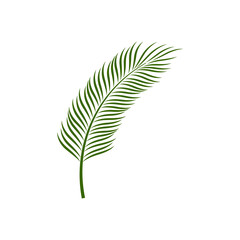 palm leaf graphic design template vector