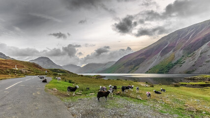 Herdwick sheep resting in The Wasdale Valley, cumbria, England 
