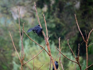 European Jackdaw in Umbria Italy