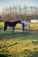 stable live, feeding horses after training - obrazy, fototapety, plakaty