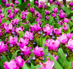 pink and purple tulips