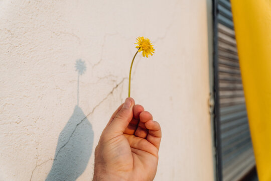 Close-up Of Hand Holding Yellow Dandelion Flower Against A White Wall In Industrial Area,